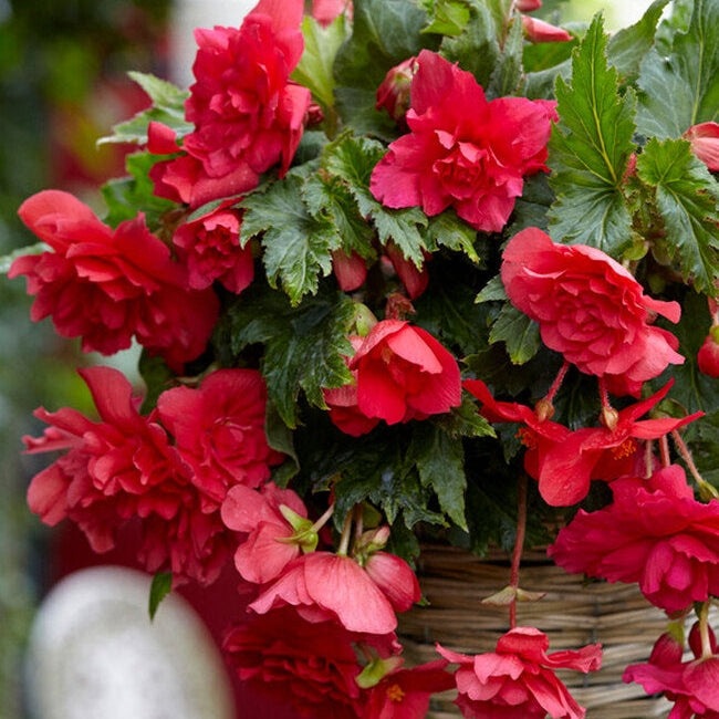 Bulbi de Begonia "Pendula", Roz, 2 Bucăți