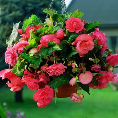 Bulbi de Begonia "Pendula", Roz, 2 Bucăți