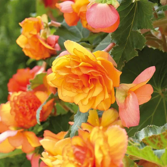 Bulbi de Begonia "Picotee Cascade Sunray", 2 Bucăți