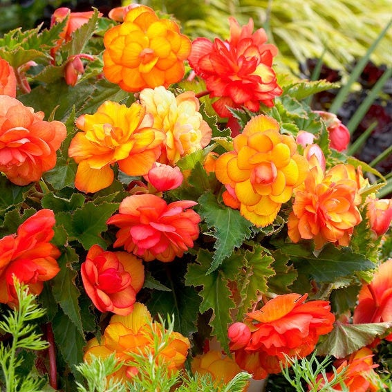 Bulbi de Begonia "Picotee Cascade Sunray", 2 Bucăți