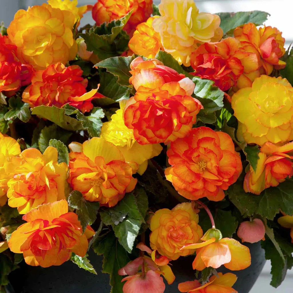 Bulbi de Begonia "Picotee Cascade Sunray", 2 Bucăți