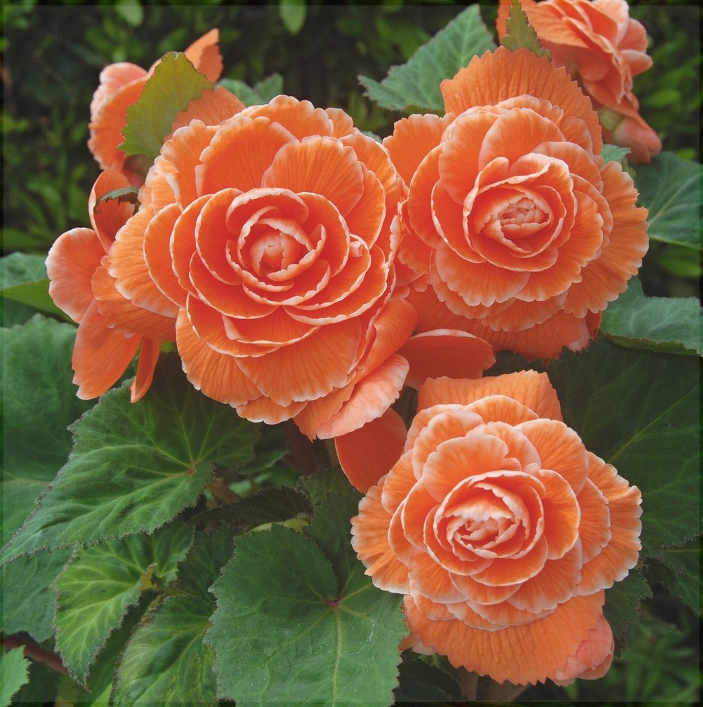 Bulbi de Begonia "Picotee Lace", Orange, 2 Bucăți