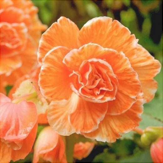 Bulbi de Begonia "Picotee Lace", Orange, 2 Bucăți