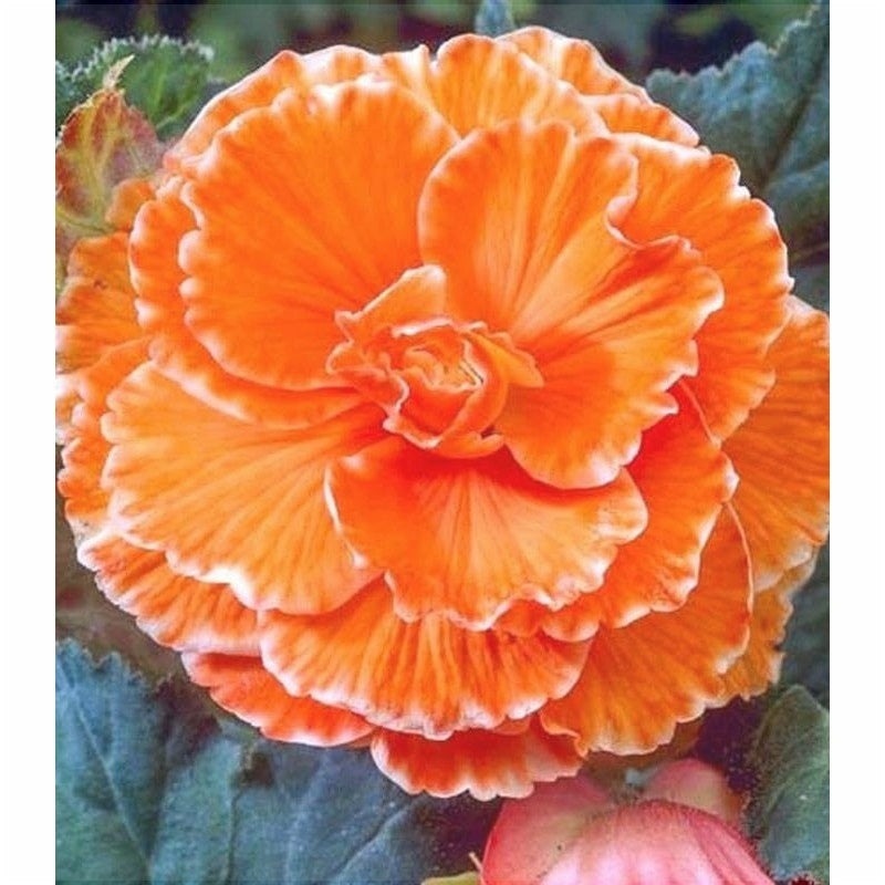 Bulbi de Begonia "Picotee Lace", Orange, 2 Bucăți