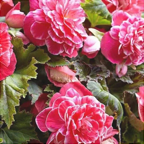 Bulbi de Begonia "Picotee Lace", Pink, 2 Bucăți
