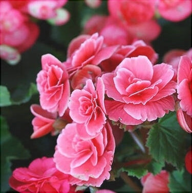 Bulbi de Begonia "Picotee Lace", Pink, 2 Bucăți