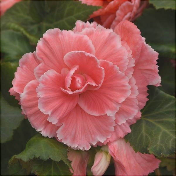 Bulbi de Begonia "Picotee Lace", Pink, 2 Bucăți