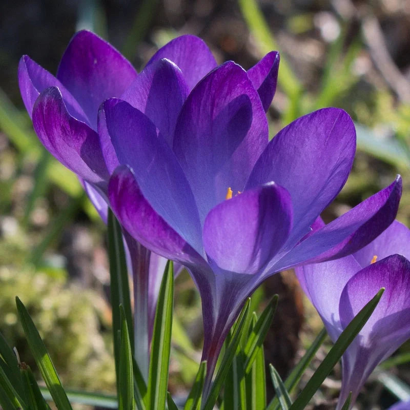 Bulbi de Brândușe "Barr's Purple Tommasianus" 5 buc