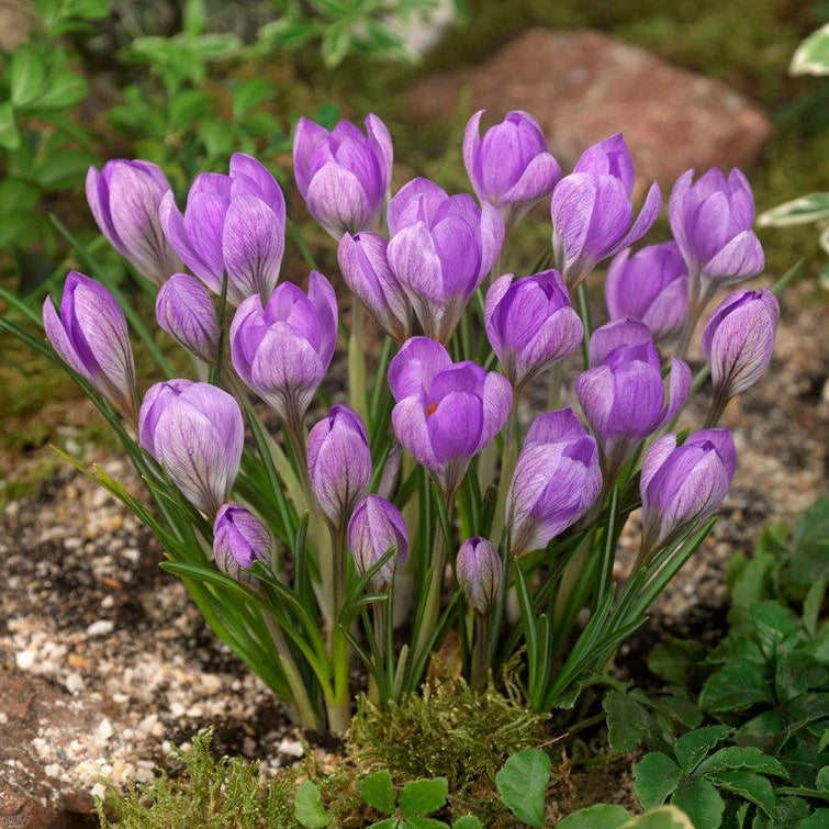 Bulbi de Branduse "Barr's Purple Tommasianus", 5 Bucati