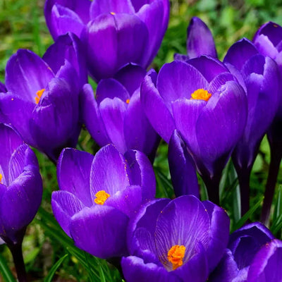 Bulbi de Brândușe „Barr's Purple Tommasianus” 5 buc – bulbi de flori | Regatul Plantelor