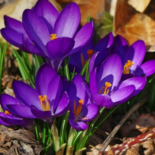 Bulbi de Branduse "Barr's Purple Tommasianus", 5 Bucati