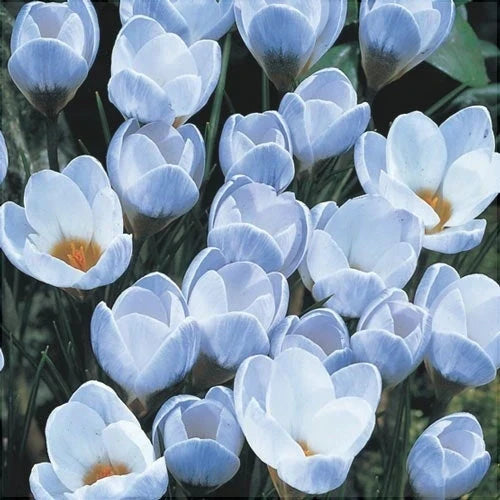 Bulbi de Brândușe "Blue Pearl" 5 buc