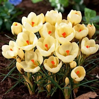 Bulbi de Brândușe "Cream Beauty" 5 buc