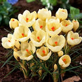 Bulbi de Brândușe "Cream Beauty" 5 buc