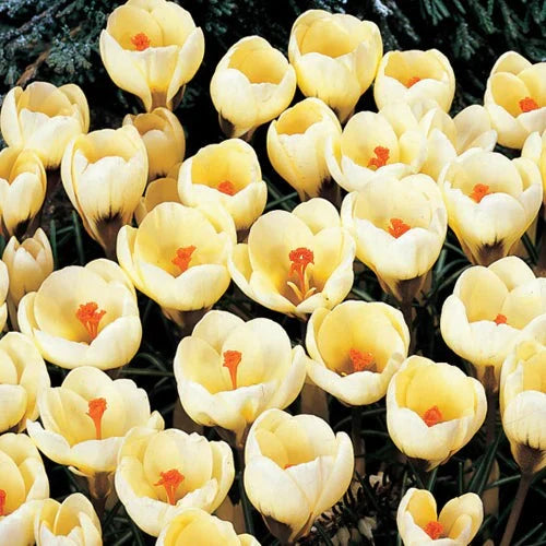 Bulbi de Brândușe "Cream Beauty" 5 buc