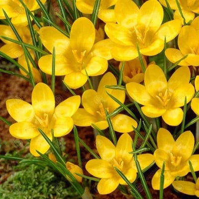 Bulbi de Brândușe „Dorothy Chrysanthus” 5 buc – bulbi de flori | Regatul Plantelor