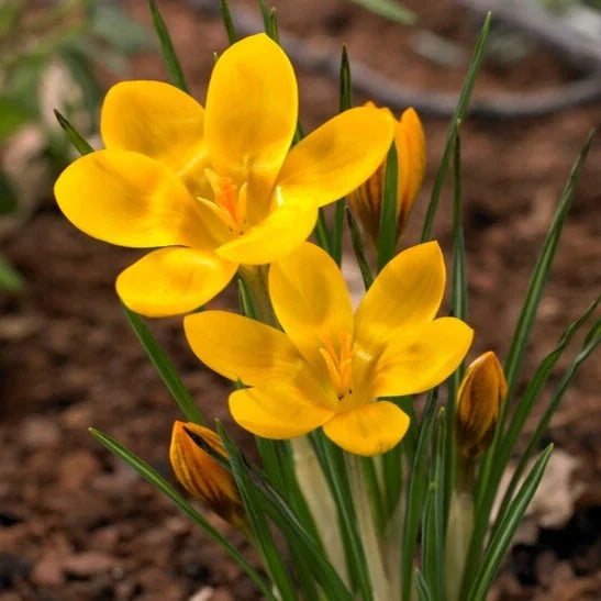 Bulbi de Brândușe "Dorothy Chrysanthus" 5 buc