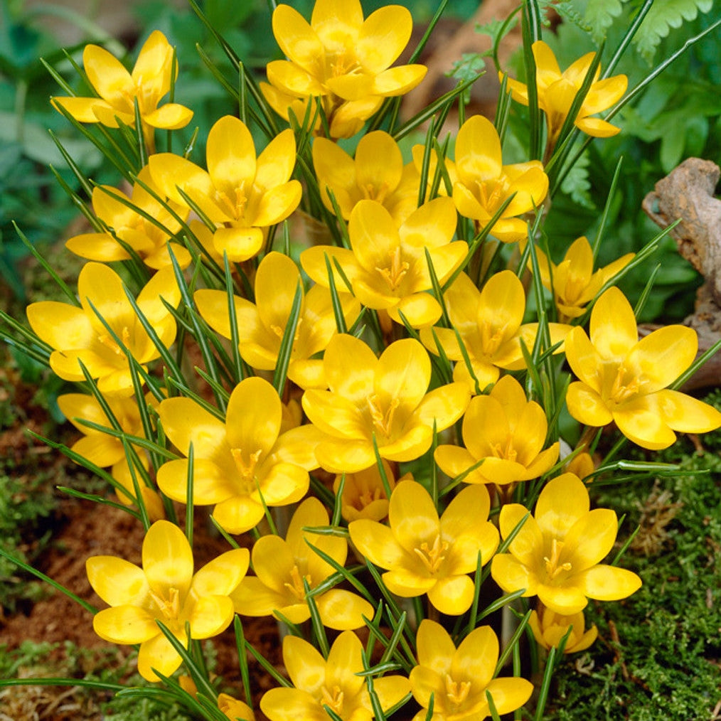 Bulbi de Branduse "Dorothy Chrysanthus", 5 Bucati