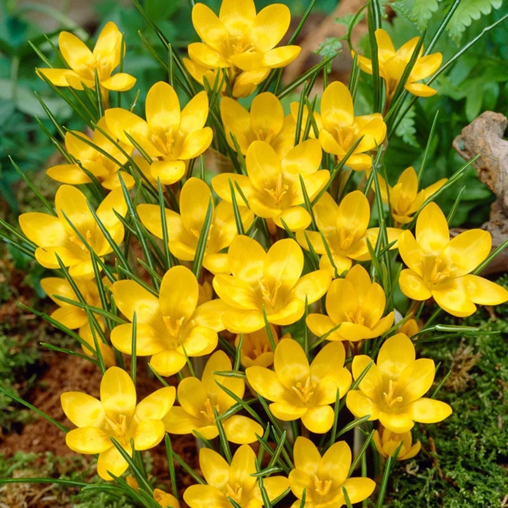 Bulbi de Brândușe "Dorothy Chrysanthus" 5 buc