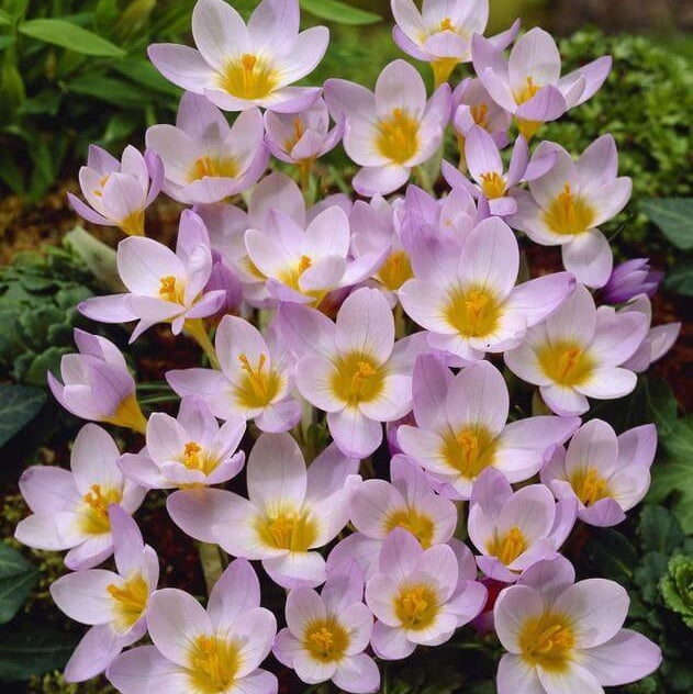 Bulbi de Branduse "Firefly Sieberi", 5 Bucati