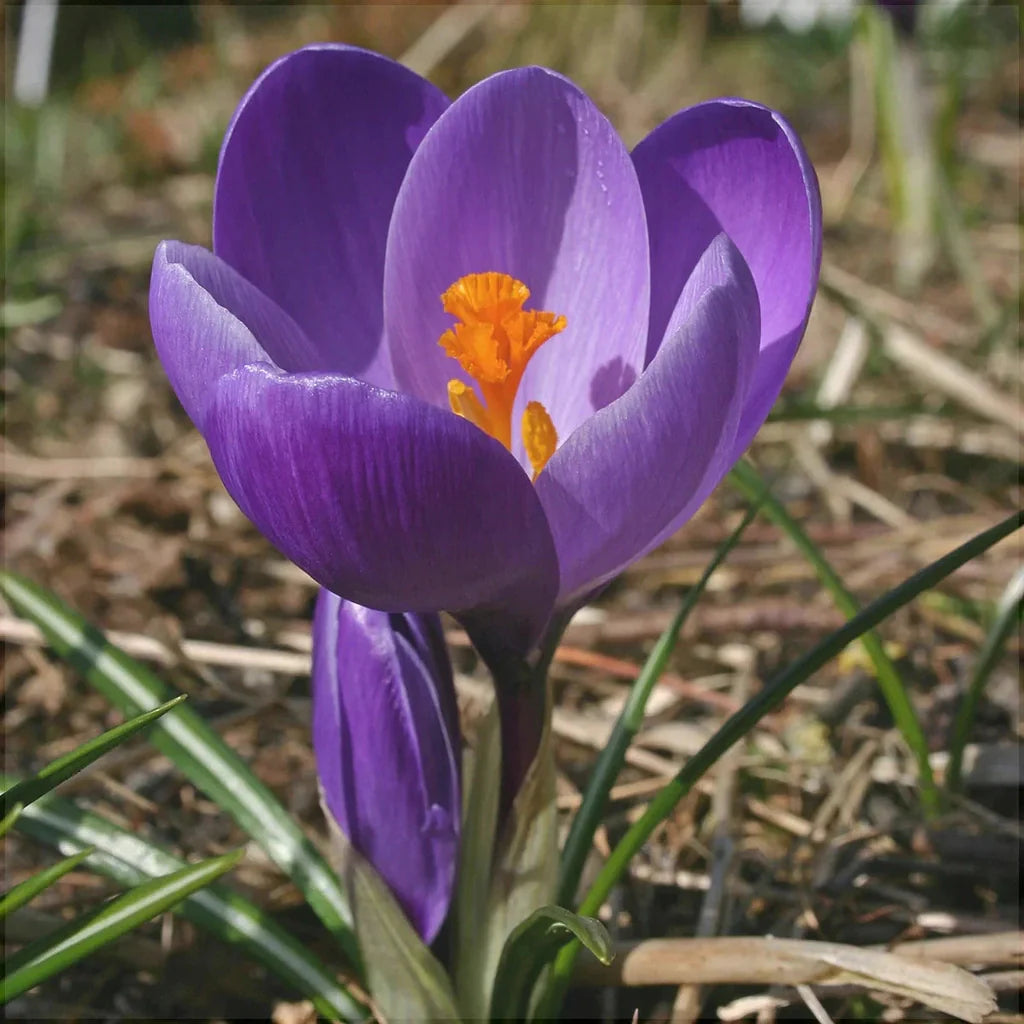 Bulbi de Brândușe "Flower Record" 5 buc