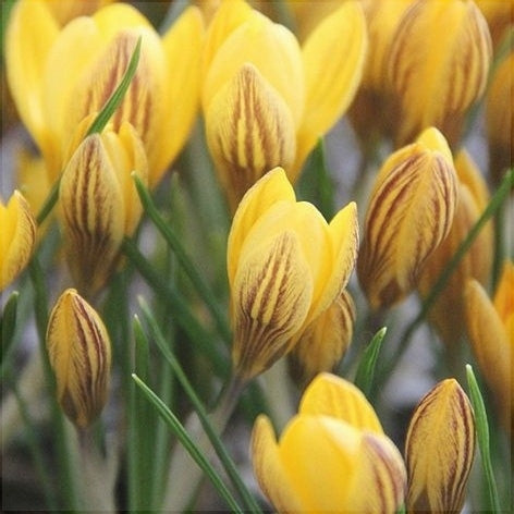 Bulbi de Branduse "Fuscotinctus Chrysanthus", 5 Bucati