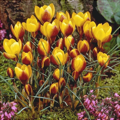 Bulbi de Brândușe „Fuscotinctus” 5 buc – bulbi de flori | Regatul Plantelor