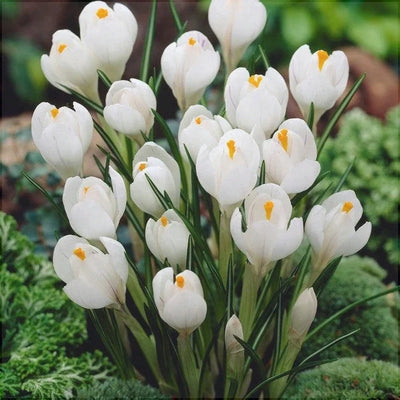 Bulbi de Brândușe „Jeanne D'arc” 5 buc – bulbi de flori | Regatul Plantelor