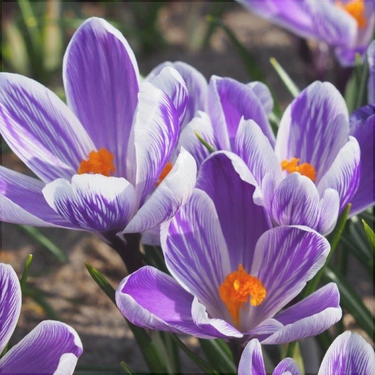 Bulbi de Branduse "King of the Striped Vernus", 5 Bucati