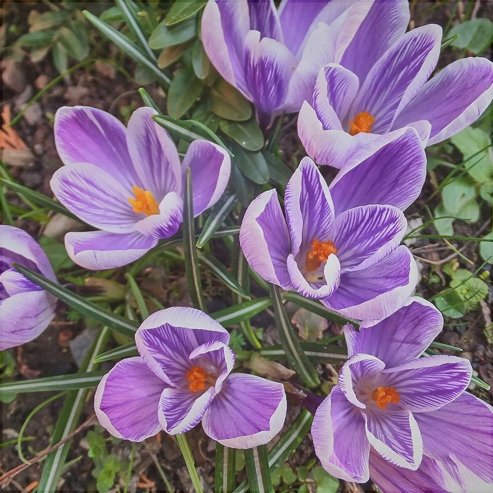 Bulbi de Branduse "King of the Striped Vernus", 5 Bucati