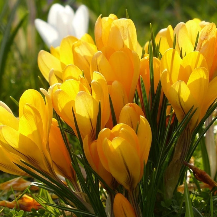 Bulbi de Branduse "Korolkowii", 5 Bucati