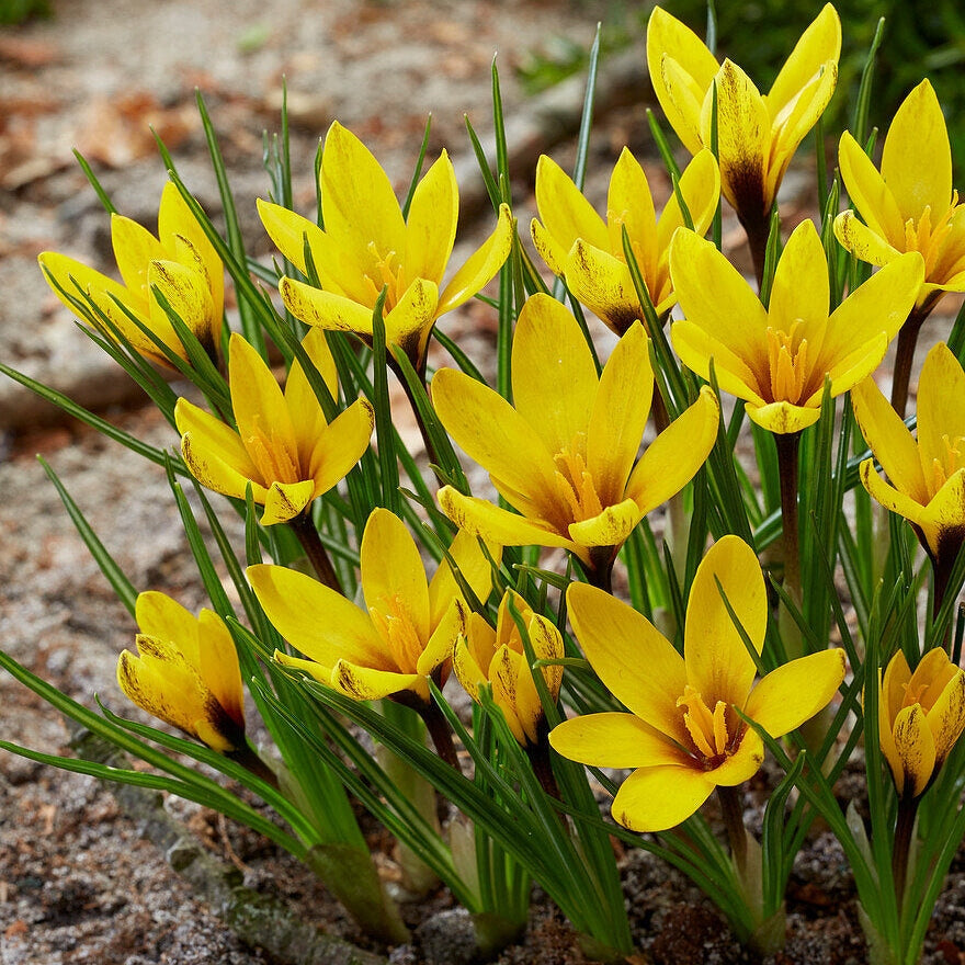 Bulbi de Branduse "Korolkowii", 5 Bucati