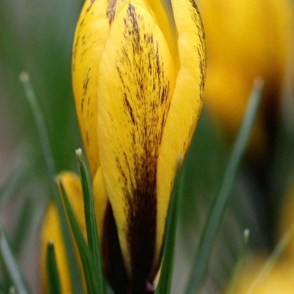 Bulbi de Branduse "Korolkowii", 5 Bucati