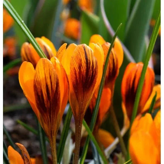 Bulbi de Brândușe "Orange Monarch" 5 buc