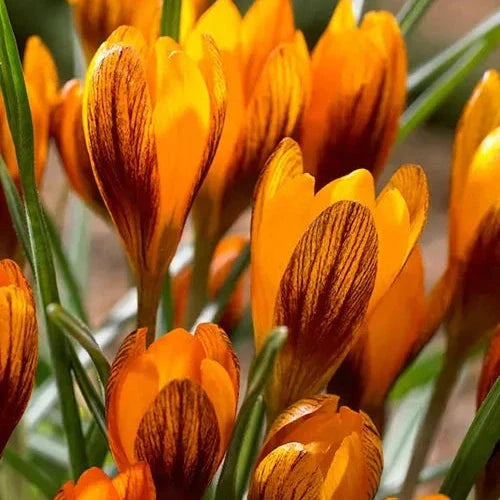 Bulbi de Brândușe "Orange Monarch" 5 buc