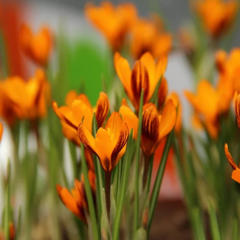 Bulbi de Brândușe "Orange Monarch" 5 buc