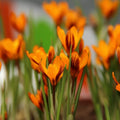 Bulbi de Brândușe "Orange Monarch" 5 buc