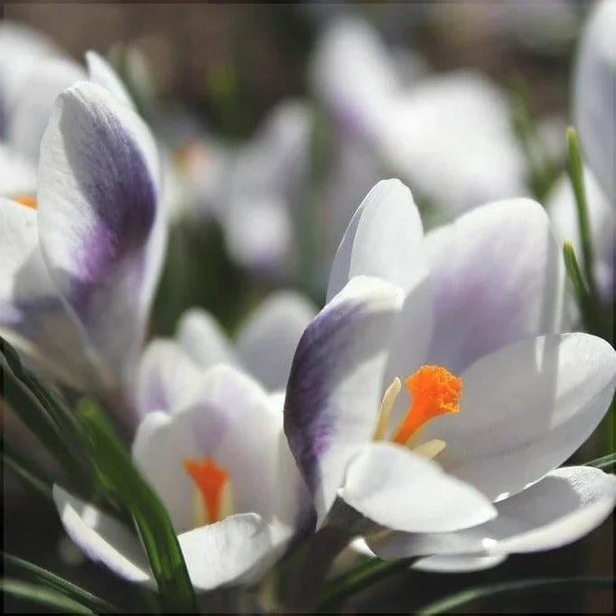 Bulbi de Brândușe "Prins Claus" 5 Bucăți