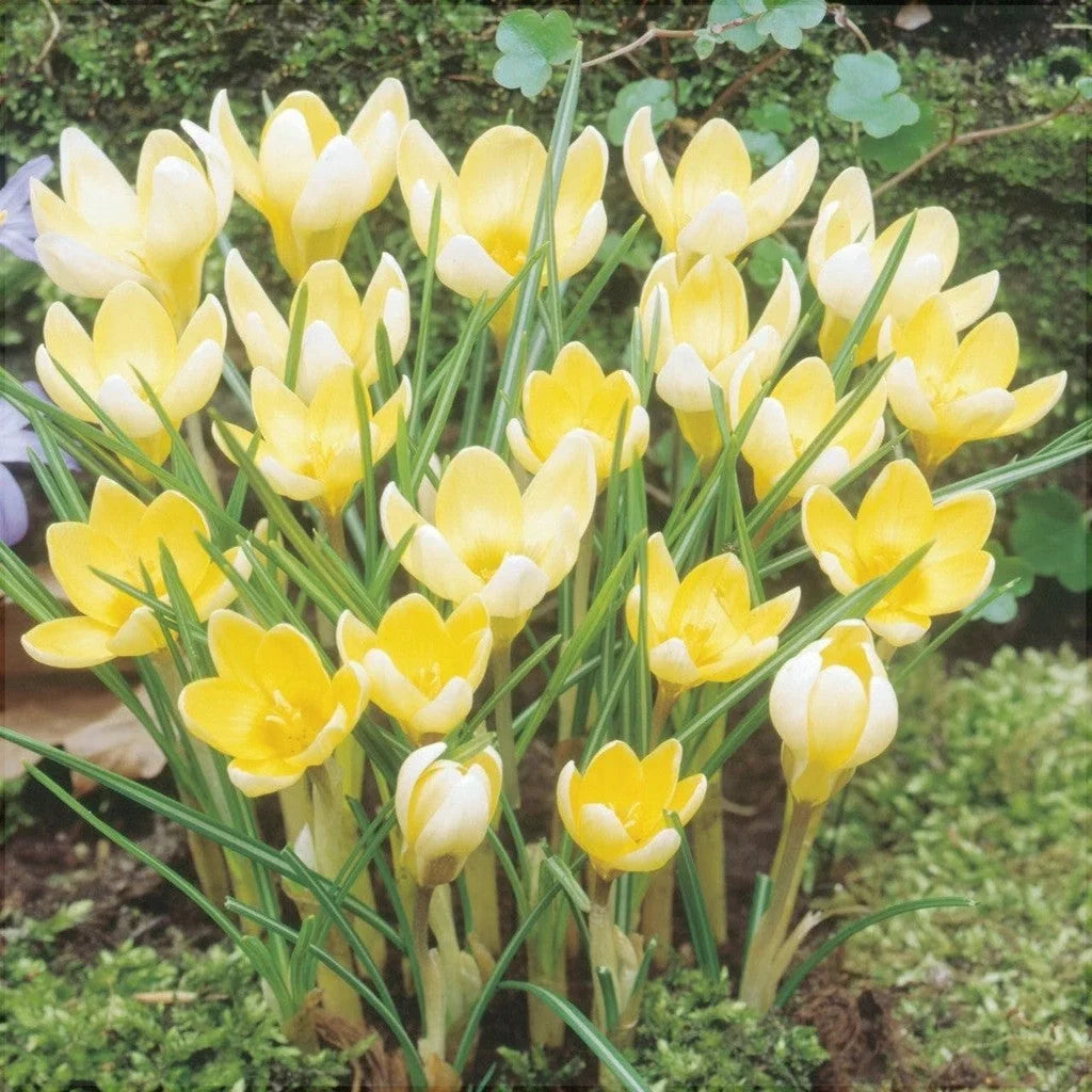 Bulbi de Brândușe "Romance Chrysanthus" 5 buc