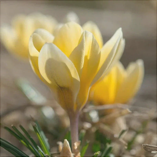 Bulbi de Brândușe "Romance Chrysanthus" 5 buc