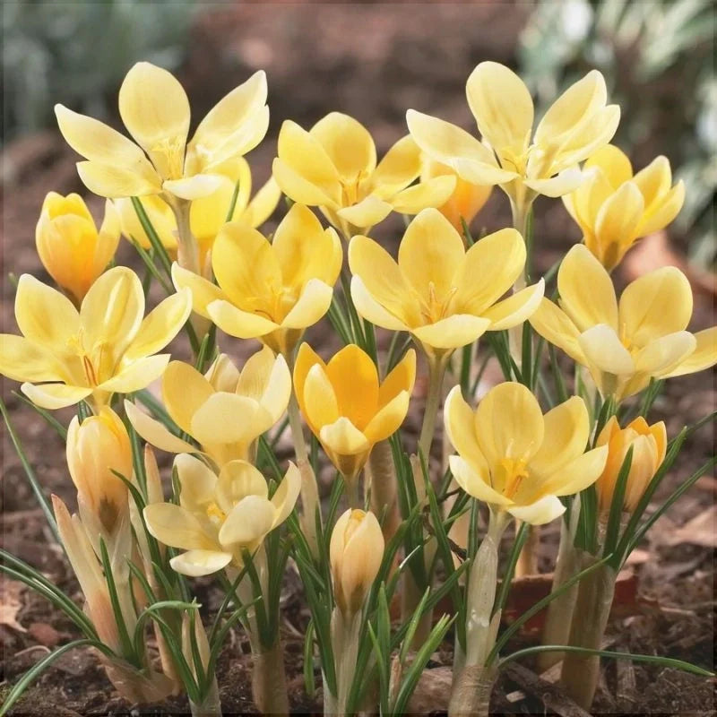 Bulbi de Brândușe "Romance Chrysanthus" 5 buc