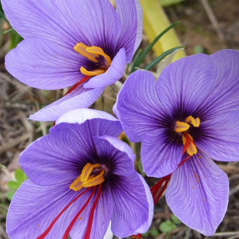 Bulbi de Branduse "Sativus Sofran", 5 Bucati