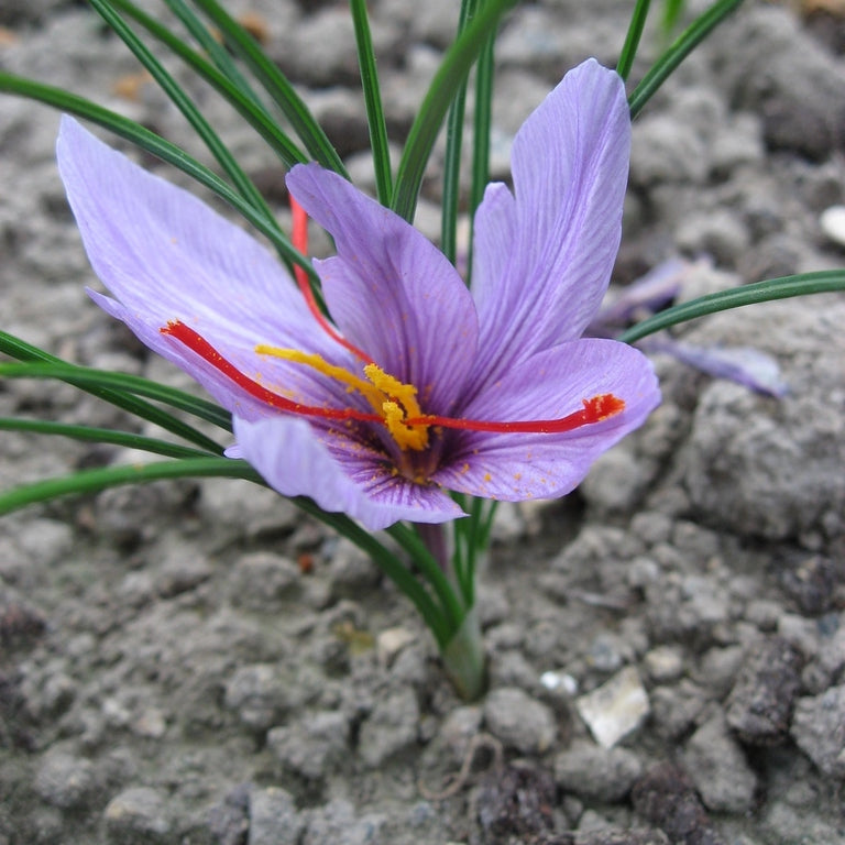 Bulbi de Branduse "Sativus Sofran", 5 Bucati