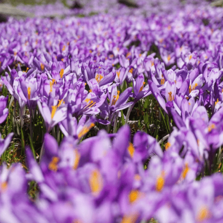 Bulbi de Branduse "Sativus Sofran", 5 Bucati