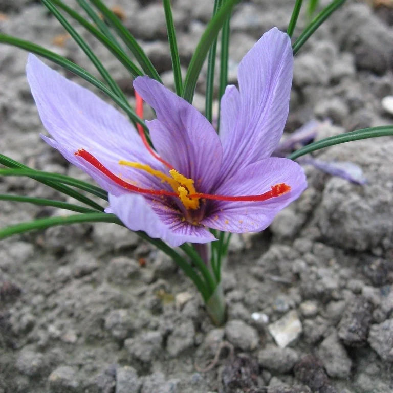 Bulbi de Brândușe "Sativus Sofran" 5 buc