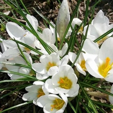 Bulbi de Brândușe "Snow Bunting" 5 buc
