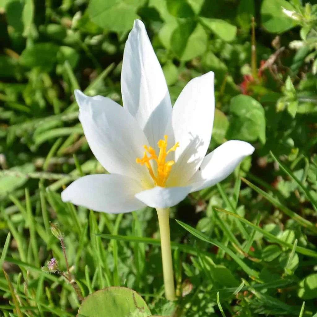 Bulbi de Brândușe "Speciosus Albus" 5 buc