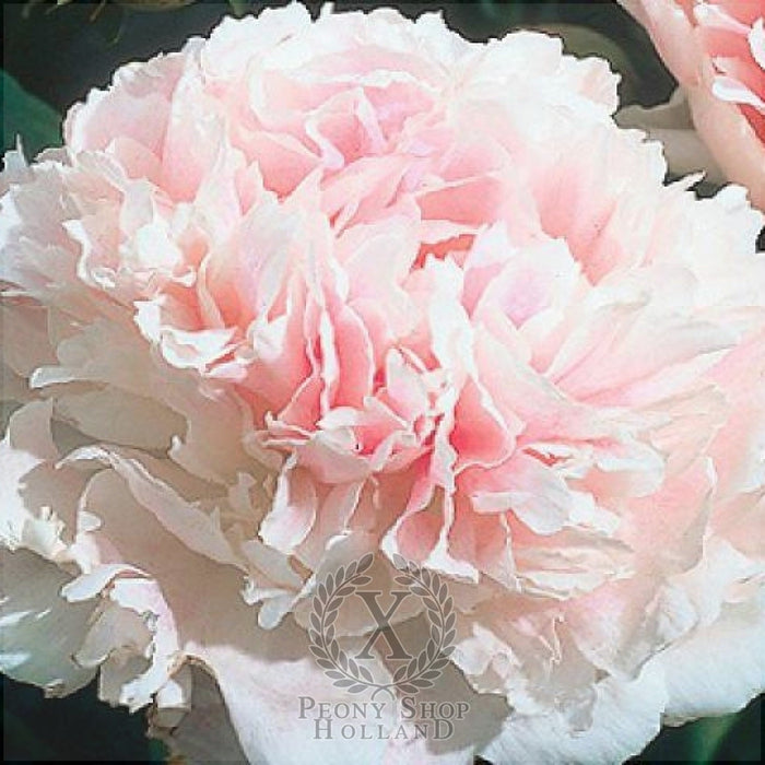 Bulbi de Bujor "Chiffon Parfait", 1 Radacina
