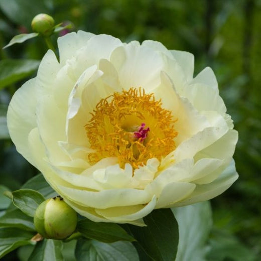 Bulbi de Bujor "Lemon Chiffon", 1 Radacina