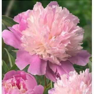 Bulbi de Bujor "Sorbet", 1 Radacina